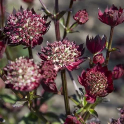 Sterndolde ‘Moulin Rouge’ - Tiefrote Blüten, zart wie Spitze