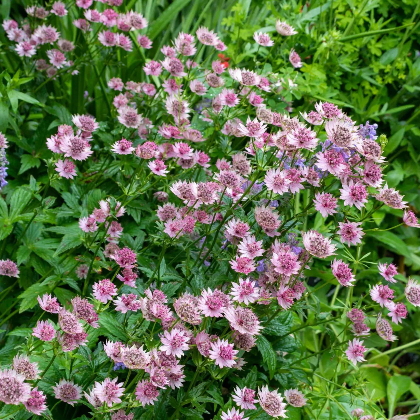 Sterndolde 'Roma' - Rosa Blüten den ganzen Sommer