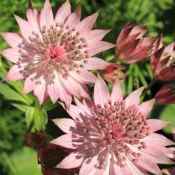 Sterndolde Rosea (x3) - Sternblüten für den Schatten