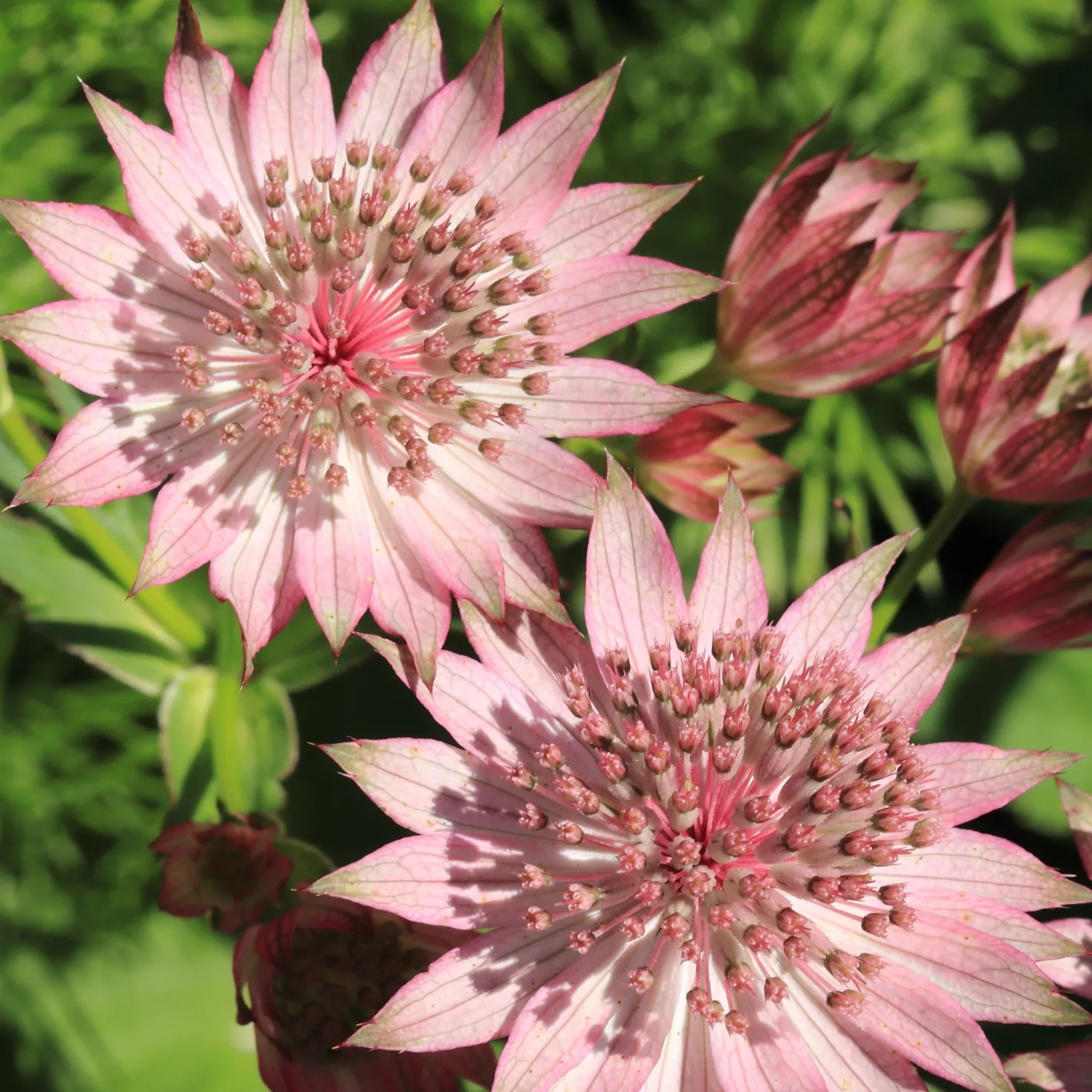 Sterndolde Rosea (x3) - Sternblüten für den Schatten