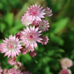 Sterndolde Rosea (x3) - Sternblüten für den Schatten