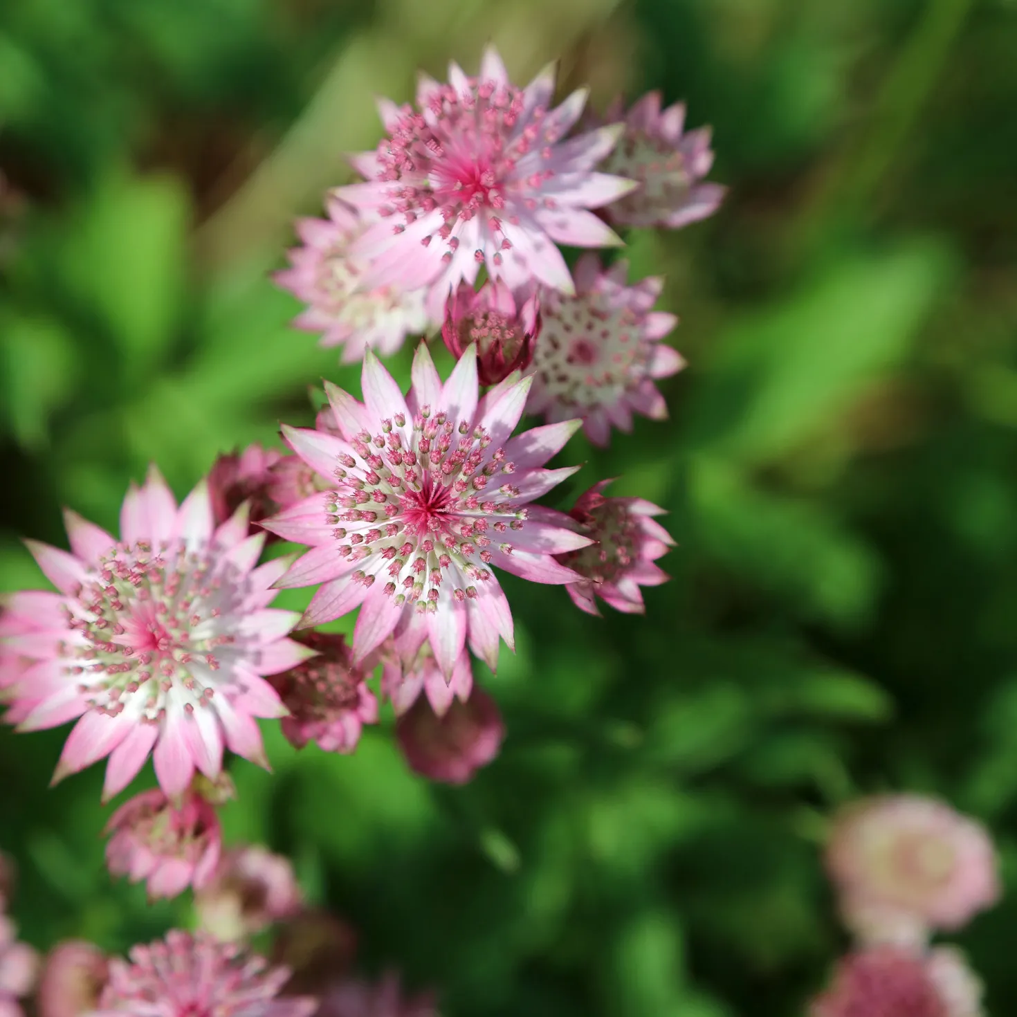 Sterndolde Rosea (x3) - Sternblüten für den Schatten