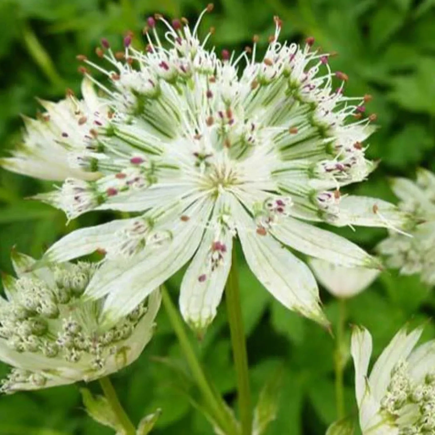 Sterndolde ‘Snow Star’ - Sternenblüten ohne Aufwand