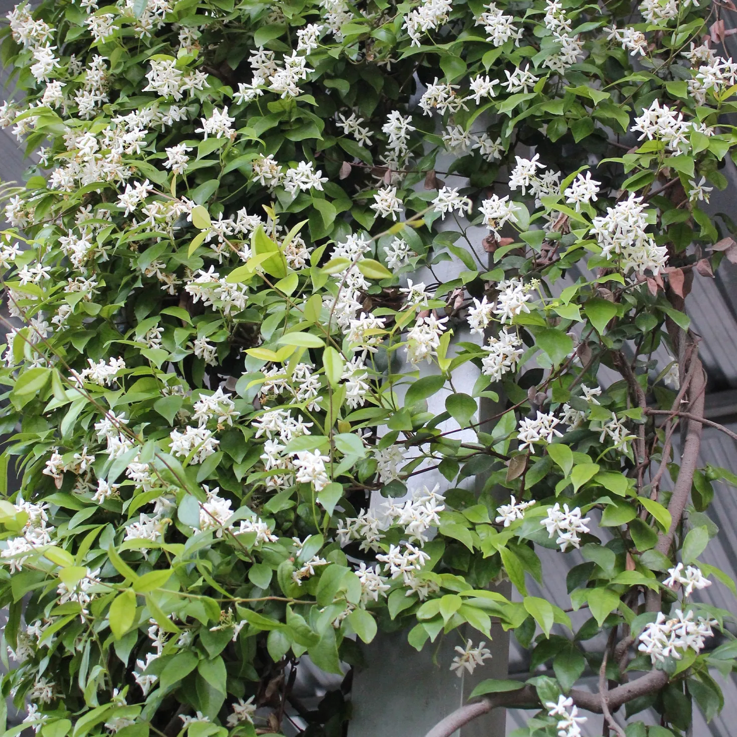 Sternjasmin - Blütenduft ohne Aufwand