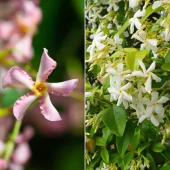 Sternjasmin rosa und weiß (x2) - Duftende Blüten am Balkon