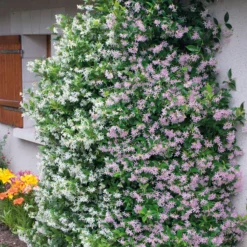 Sternjasmin rosa und weiß (x2) - Duftende Blüten am Balkon