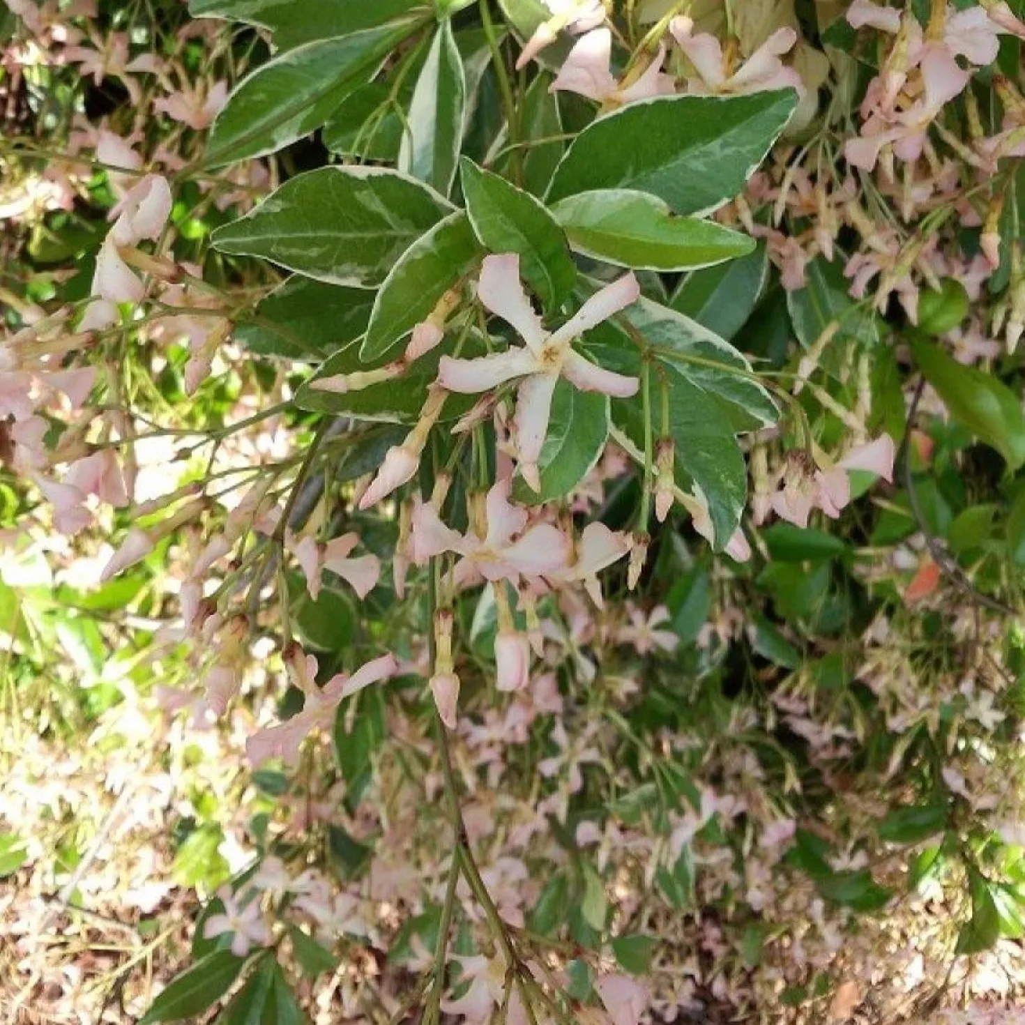 Sternjasmin ‘Star of Milano’® - Duftender Sichtschutz