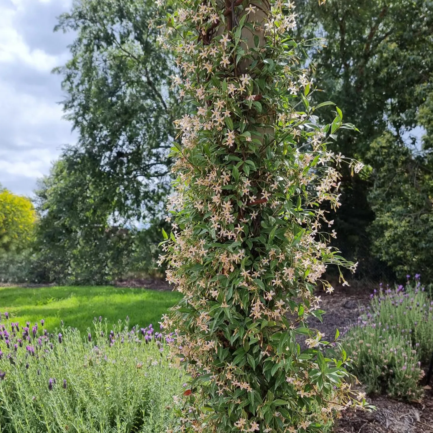 Sternjasmin ‘Star of Milano’® - Duftender Sichtschutz