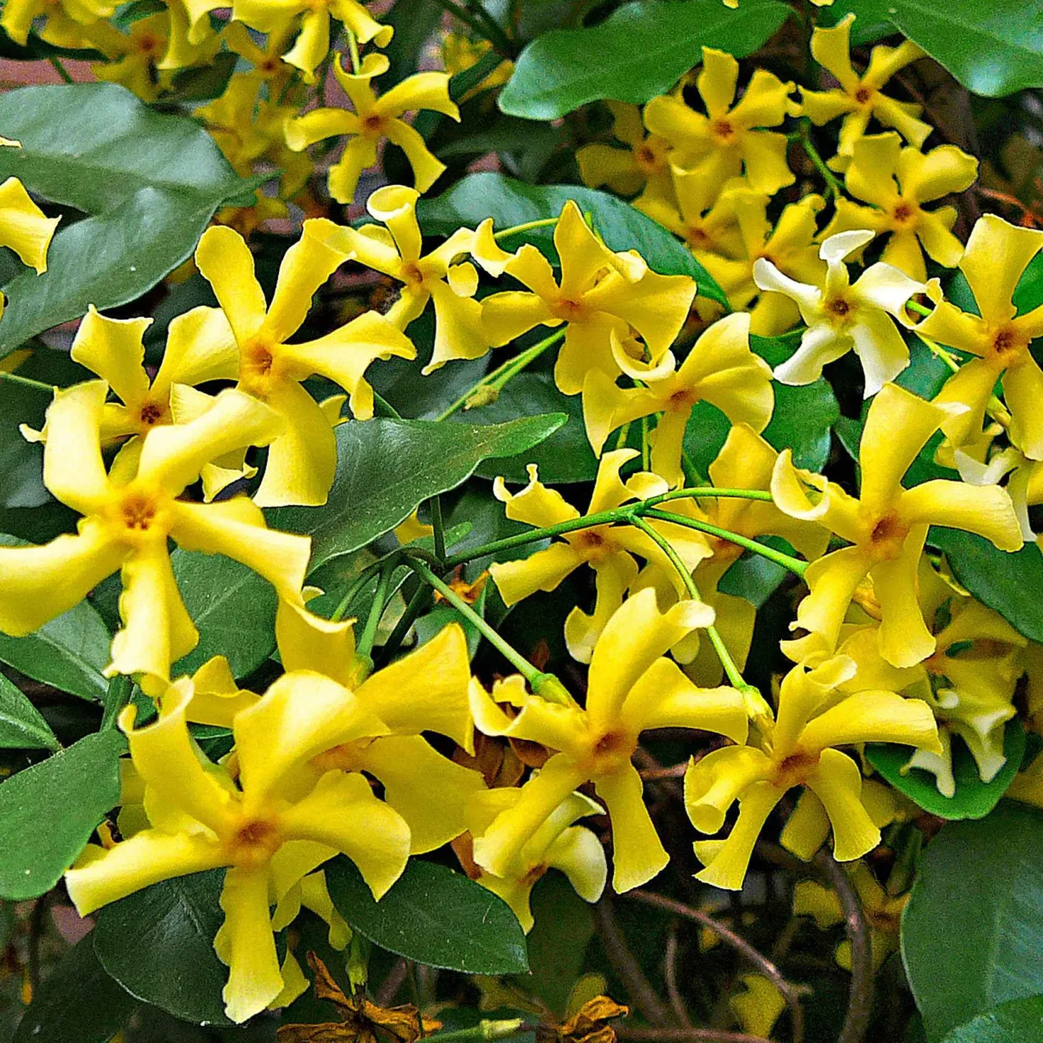 Sternjasmin 'Star of Toscane' - Duftende Blüten am Balkon