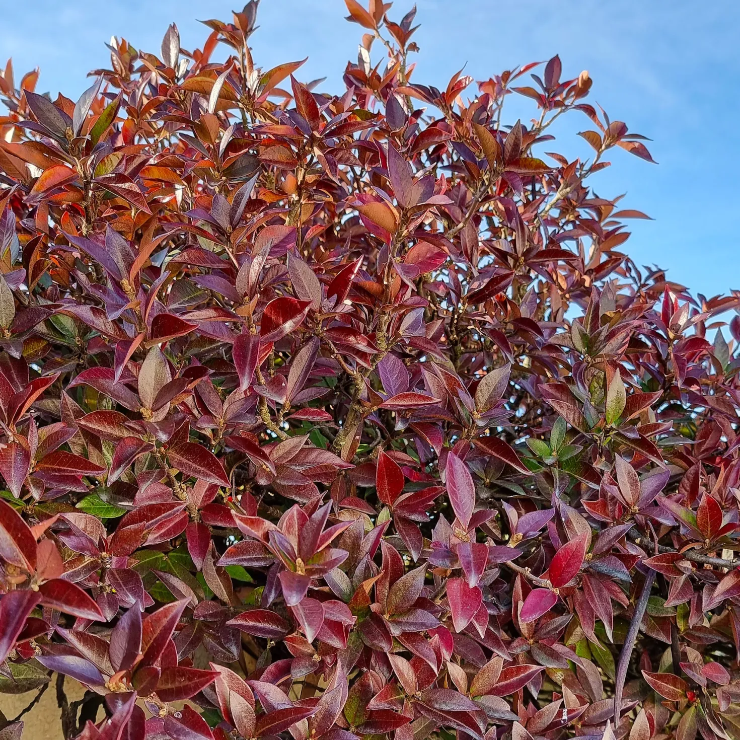 Sternjasmin Winter Ruby® - Grün und rot, das ganze Jahr