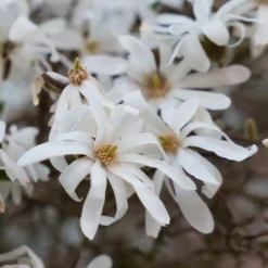Stern-Magnolie - Blüht vor dem Laub