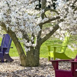Sternmagnolie - Weiße Blüten schon im März