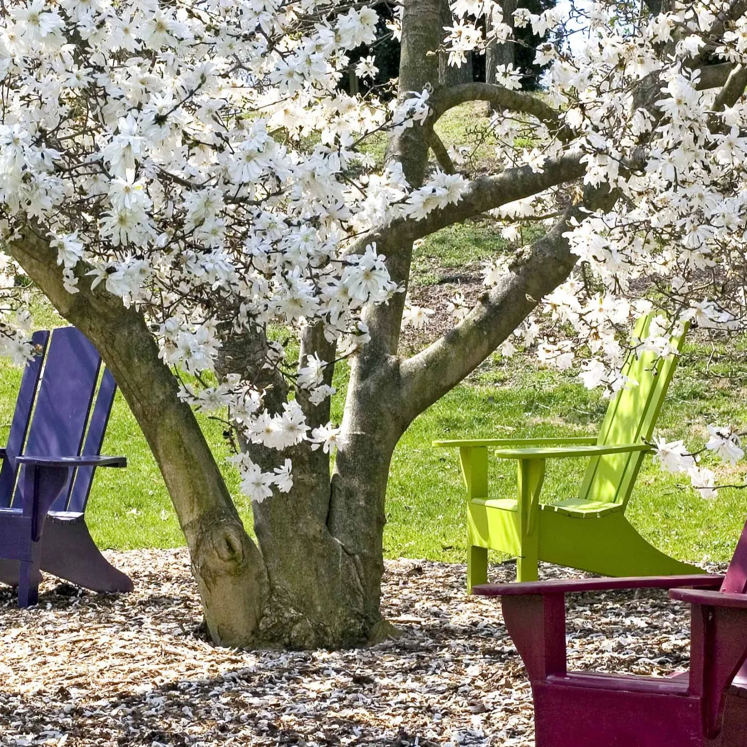 Sternmagnolie - Weiße Blüten schon im März