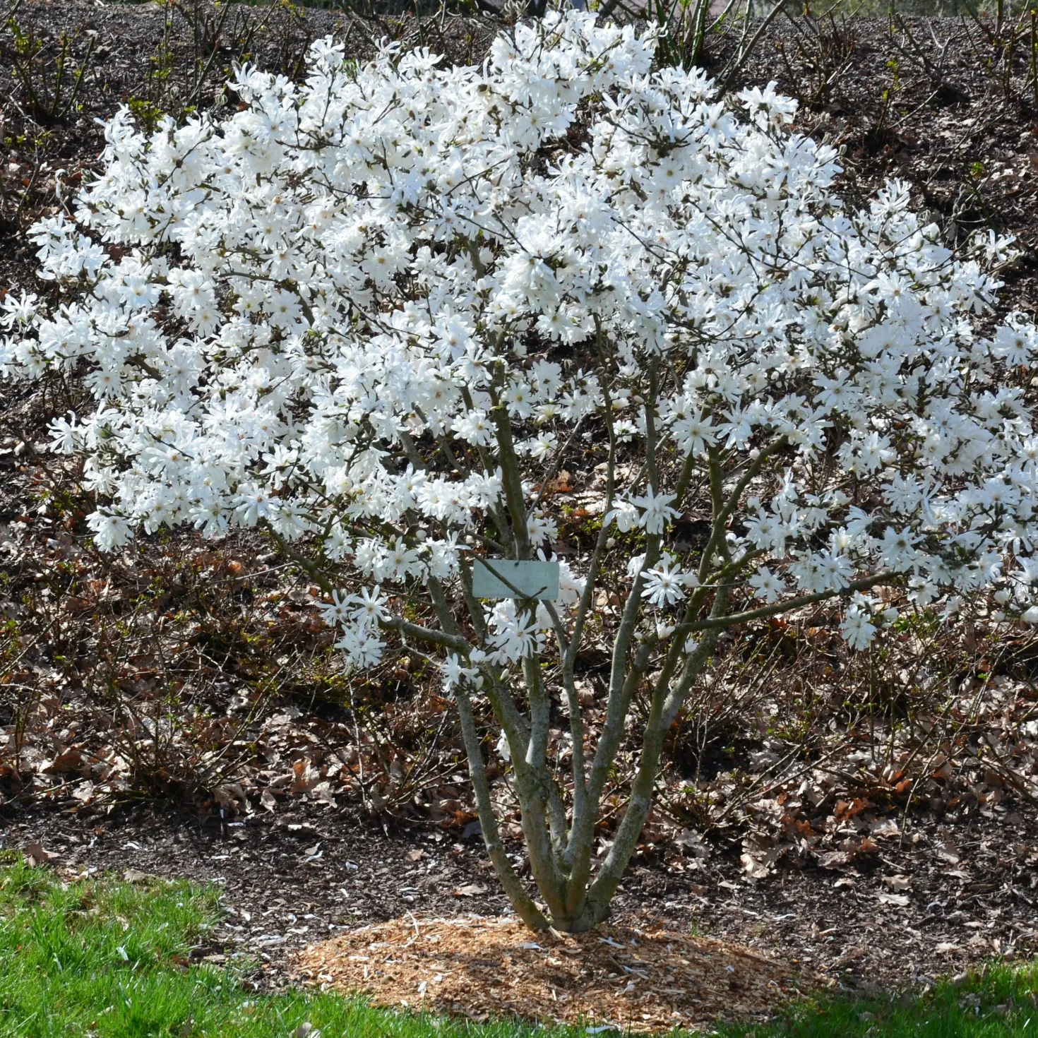 Sternmagnolie - Weiße Blüten schon im März