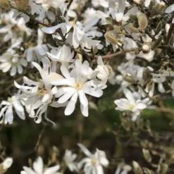 Sternmagnolie - Weiße Blüten schon im März