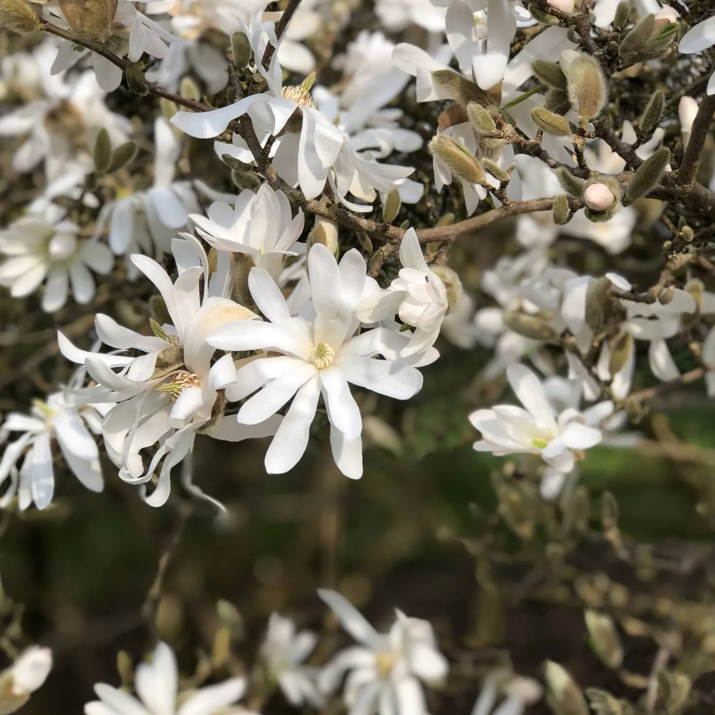 Sternmagnolie - Weiße Blüten schon im März