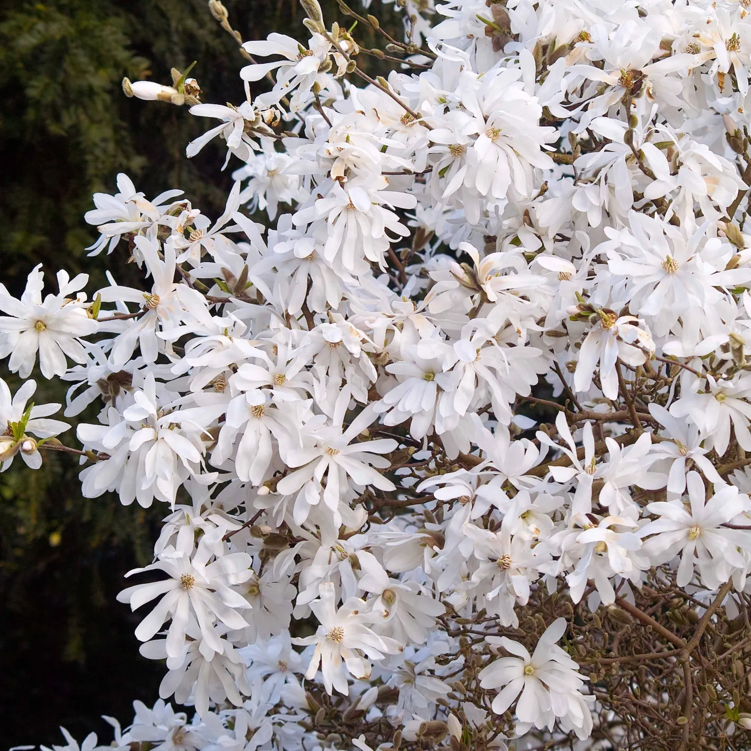 Sternmagnolie - Weiße Blüten schon im März