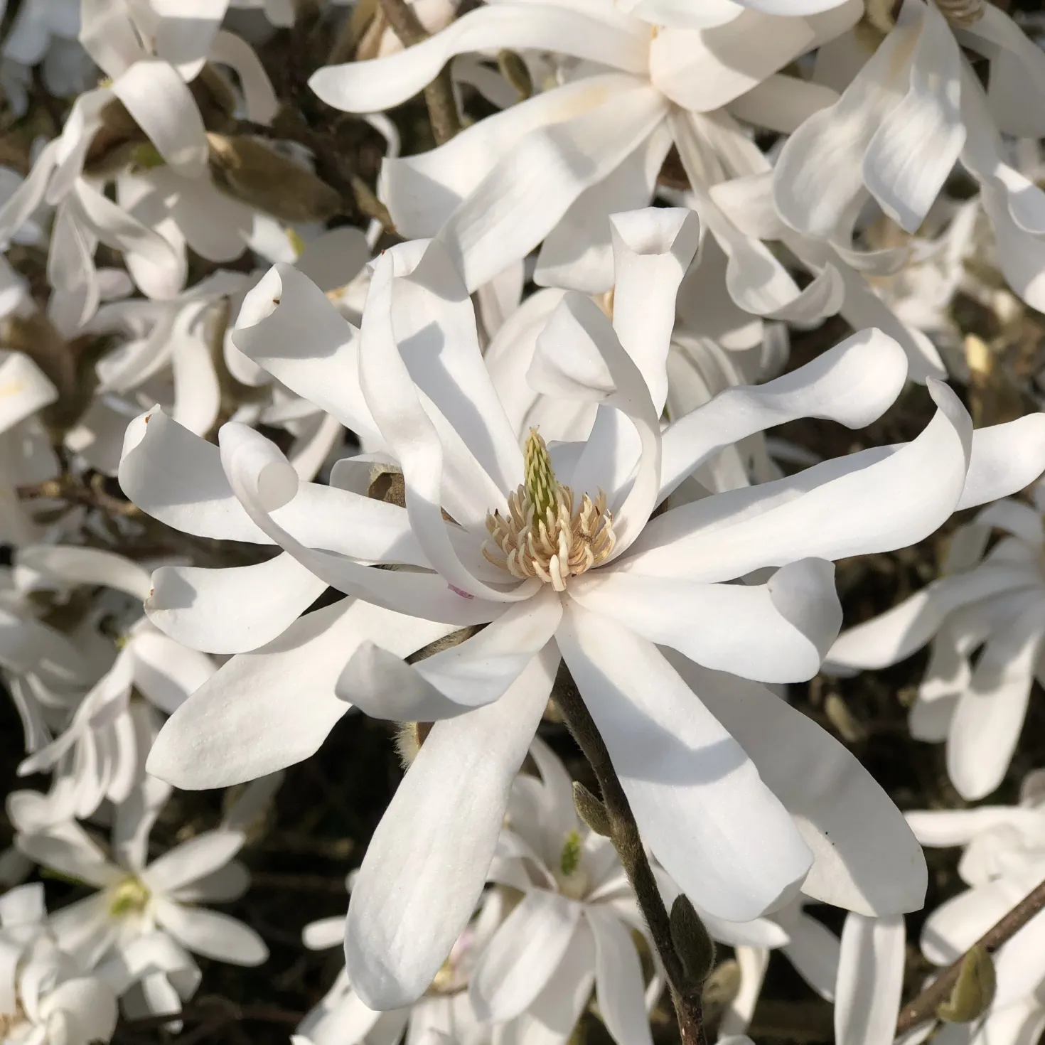 Sternmagnolie - Weiße Blüten schon im März