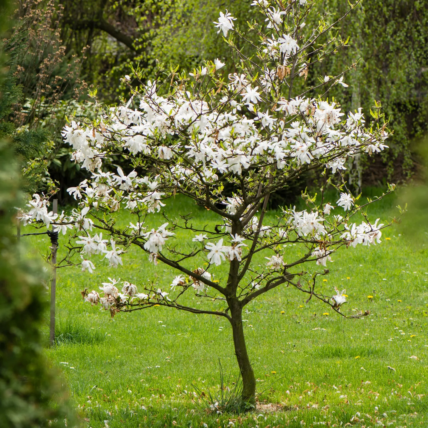 Sternmagnolie - Weiße Blüten schon im März