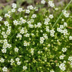 Sternmoos - Grüner Teppich ohne Aufwand