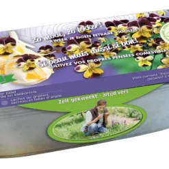 Stiefmütterchen Samen Bio - Blüten von Frühling bis Herbst
