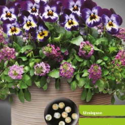 Stiefmütterchen & Steinkraut ‘Wine Cooler’ Mischung - Farbe von Frühling bis Herbst