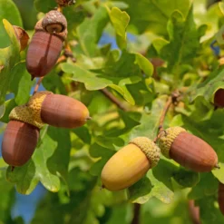 Stieleiche - Ein Baum für Generationen