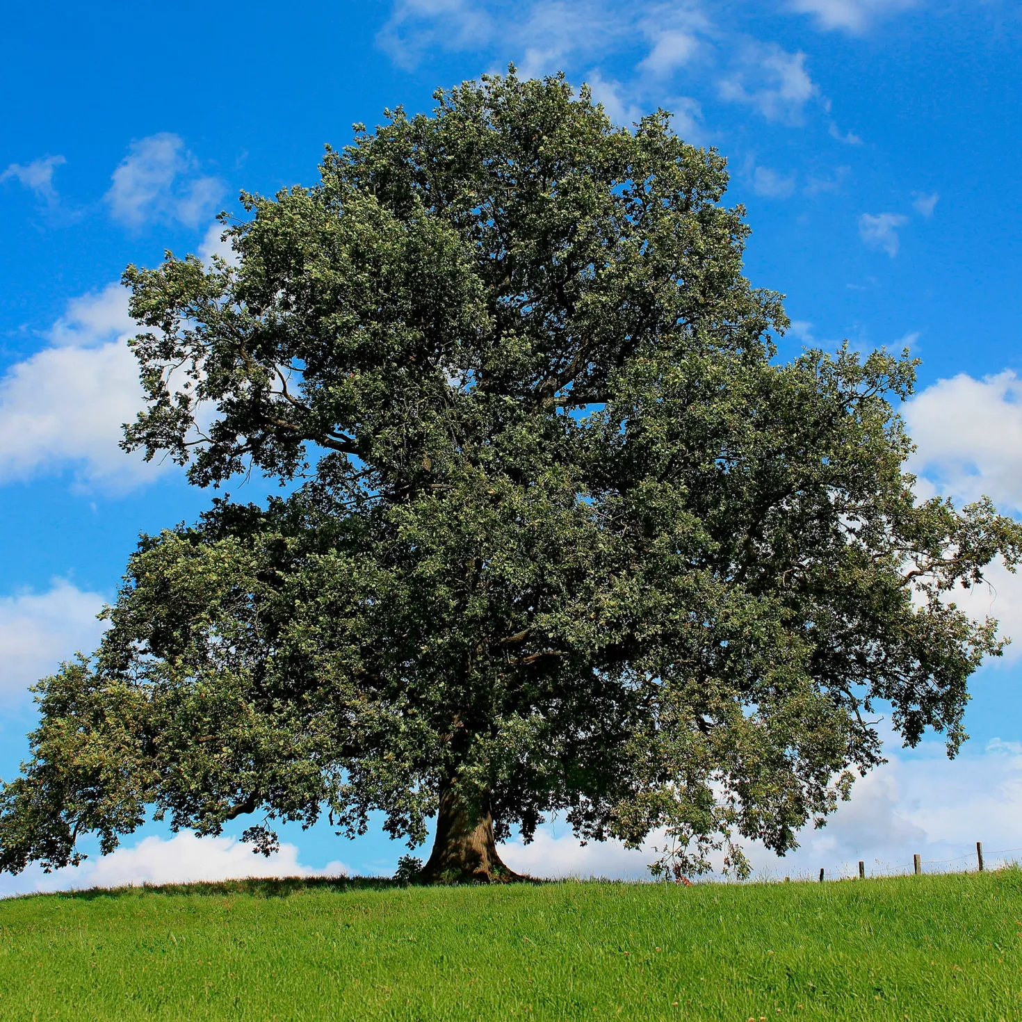 Stieleiche - Ein Baum für Generationen