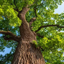 Stieleiche - Ein Baum für Generationen