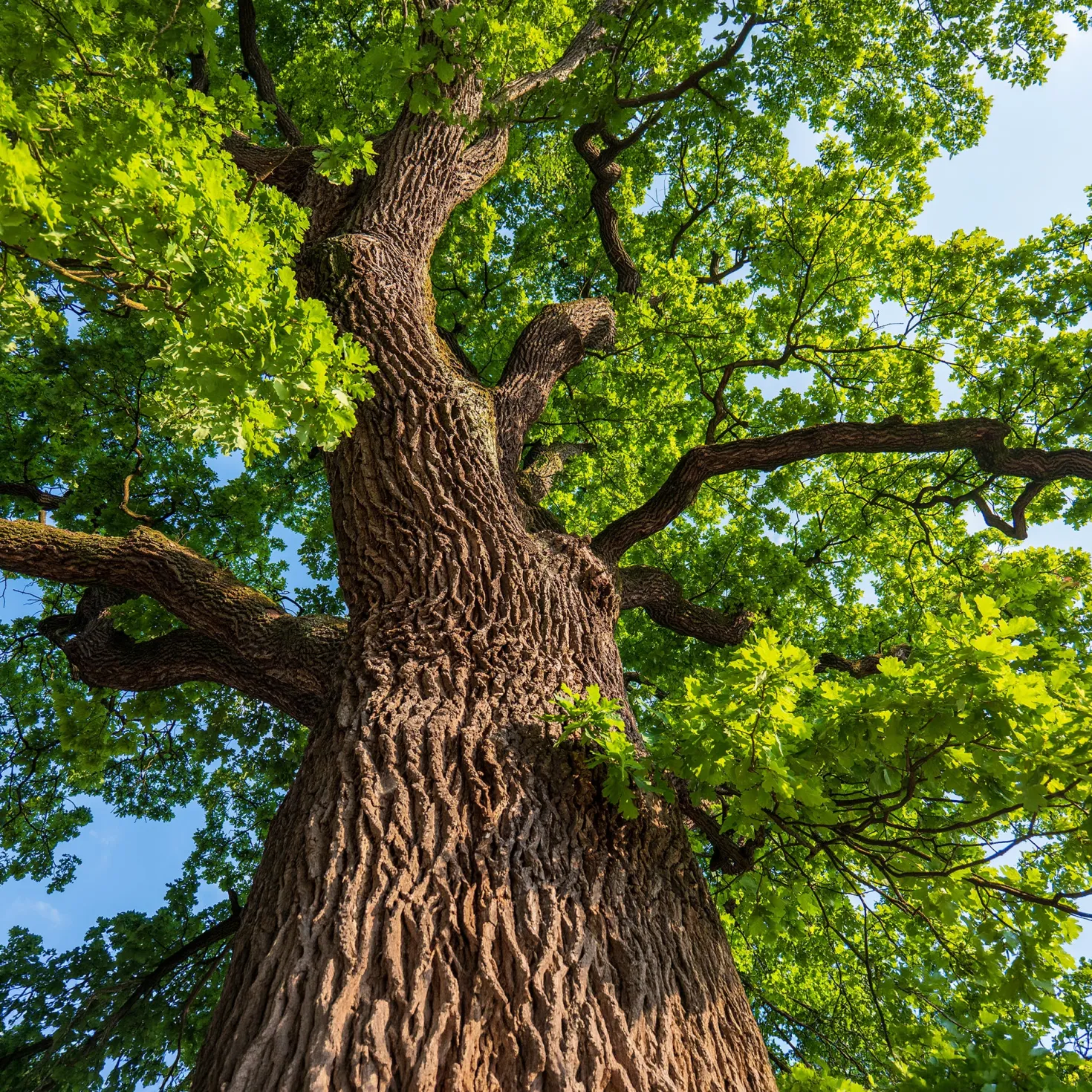 Stieleiche - Ein Baum für Generationen