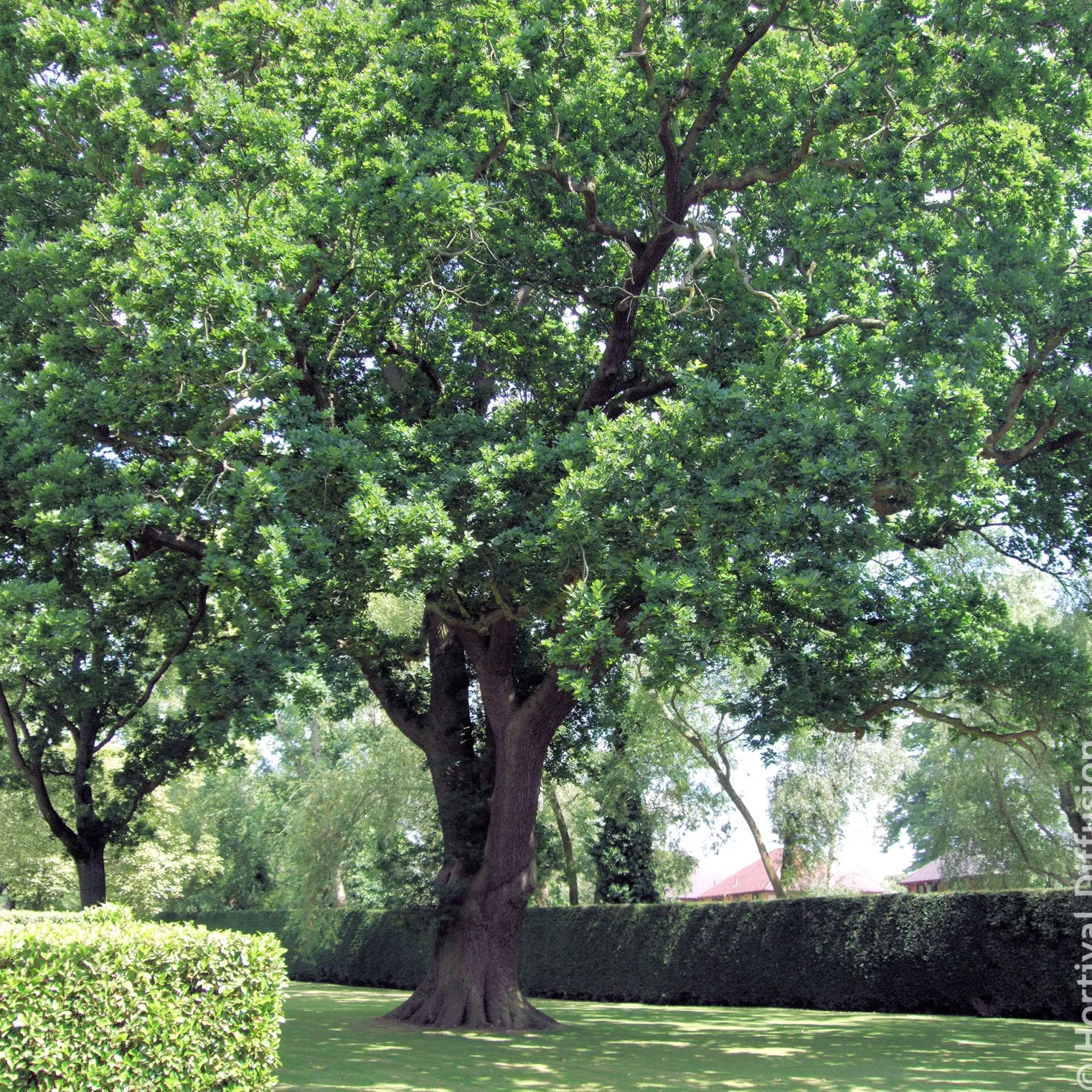 Stieleiche - Ein Baum für Generationen