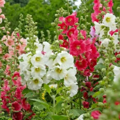 Stockrose Antwerp Stars Mischung - Bunte Blütenpracht im Sommer