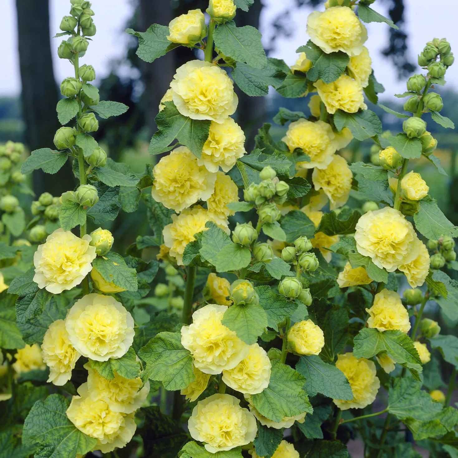 Stockrose gefüllt gelb - Sonnengelb bis über 1,80 m