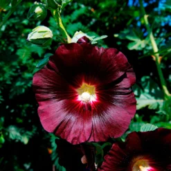 Stockrose Jet Black - Tiefschwarze Blüten im Beet