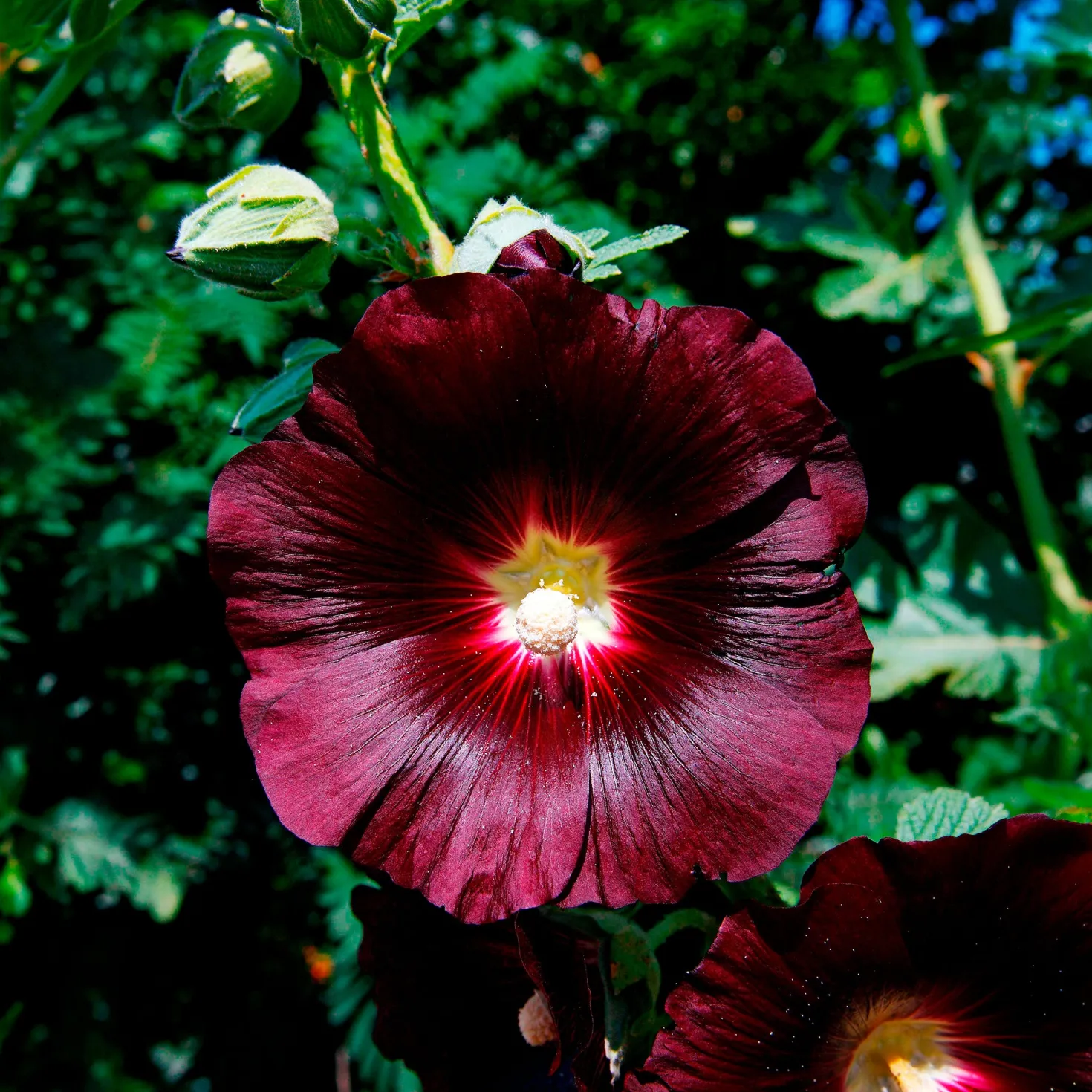 Stockrose Jet Black - Tiefschwarze Blüten im Beet
