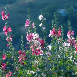 Stockrose Simplex - Bis zu 2,50 m Blütenpracht