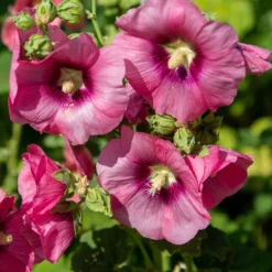 Stockrose Simplex - Bis zu 2,50 m Blütenpracht