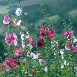 Stockrose Simplex - Bis zu 2,50 m Blütenpracht