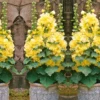 Stockrose ‘Spring Celebrities Lemon’ - Sonnengelb, schnell, einfach