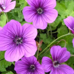 Storchschnabel ‘Hexham Velvet’ - Monatelang Violett im Beet