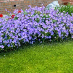 Storchschnabel 'Johnsons Blue' - Blaues Blütenmeer im Nu