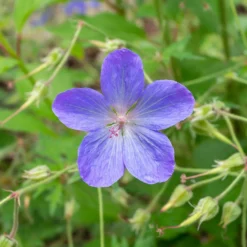 Storchschnabel 'Johnsons Blue' - Blaues Blütenmeer im Nu