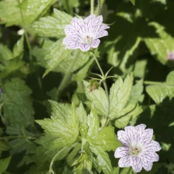 Storchschnabel ‘Katharine Adele’ (x3) - Blüht den ganzen Sommer