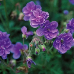 Storchschnabelmischung Double Jewel (rosa, blau, weiß) (x3) - Dreifarbige Blütenpracht