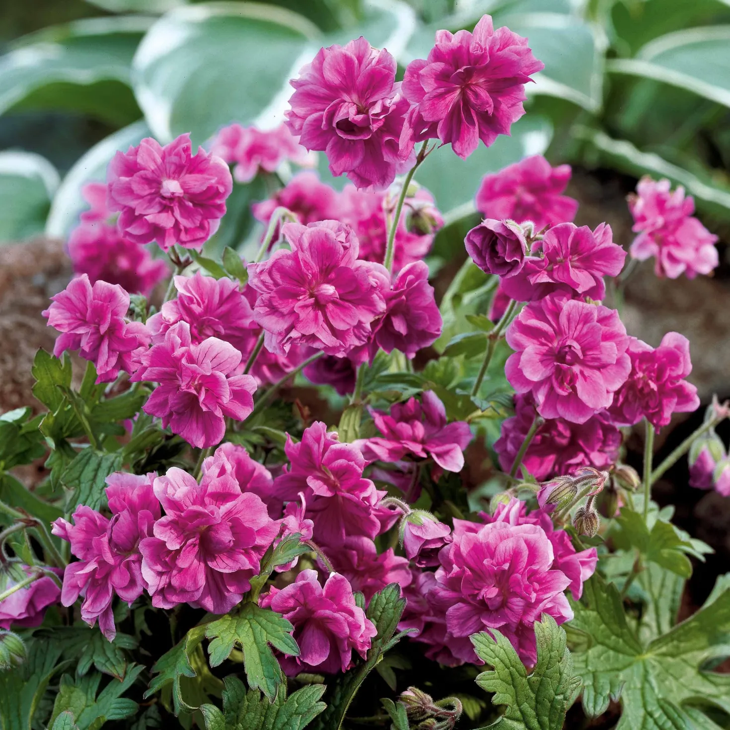 Storchschnabelmischung Double Jewel (rosa, blau, weiß) (x3) - Dreifarbige Blütenpracht
