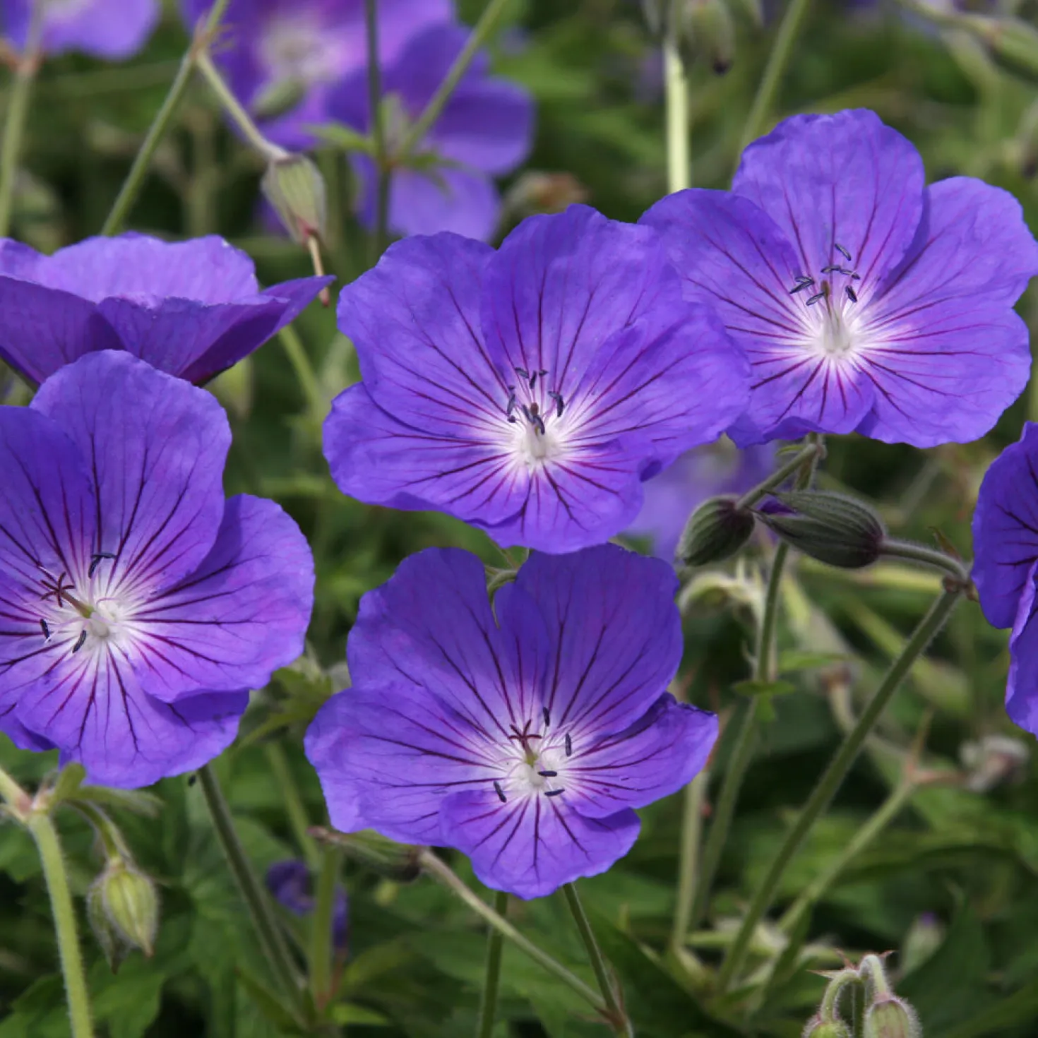 Storchschnabel ‘Orion’ - Blau-violett den ganzen Sommer