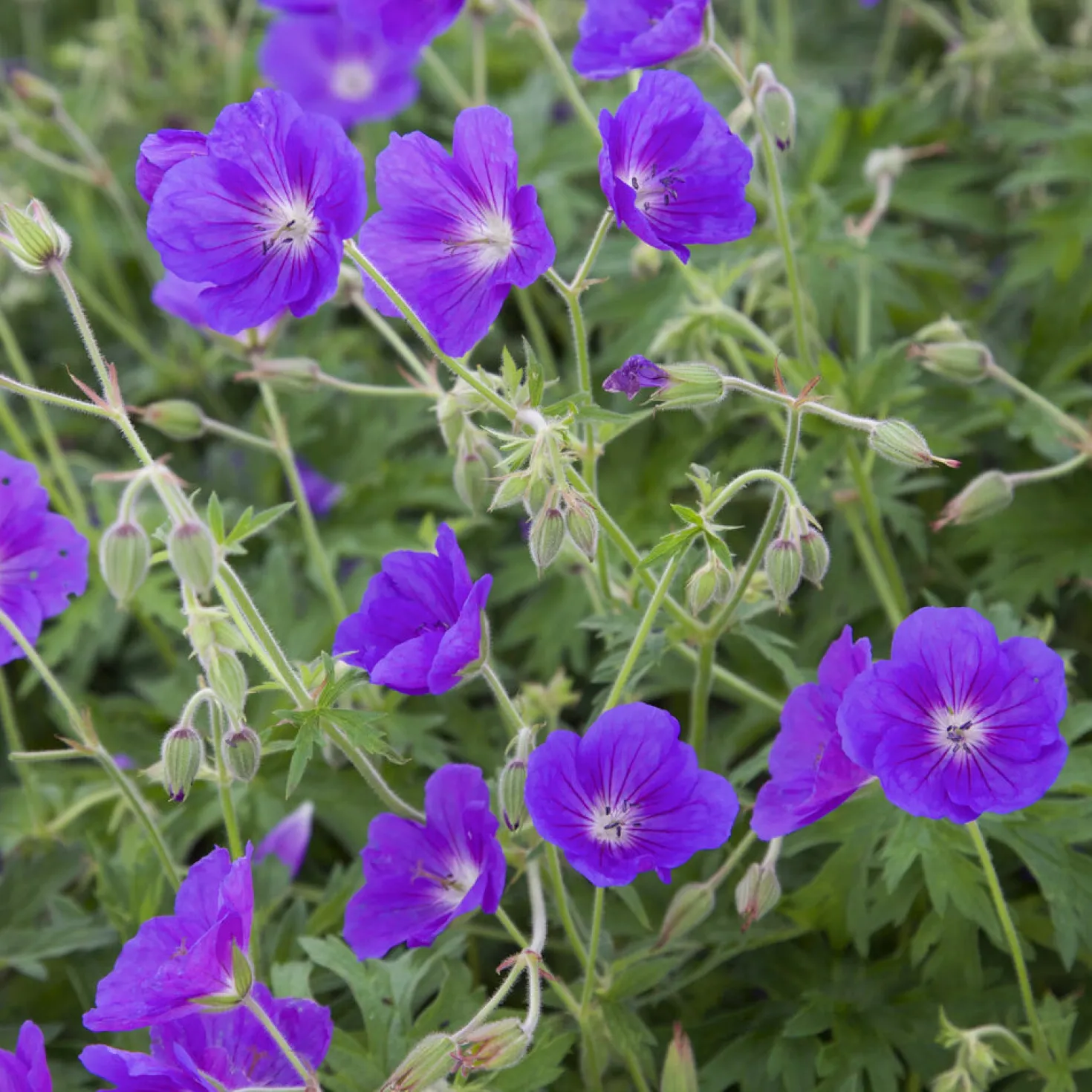 Storchschnabel ‘Orion’ - Blau-violett den ganzen Sommer