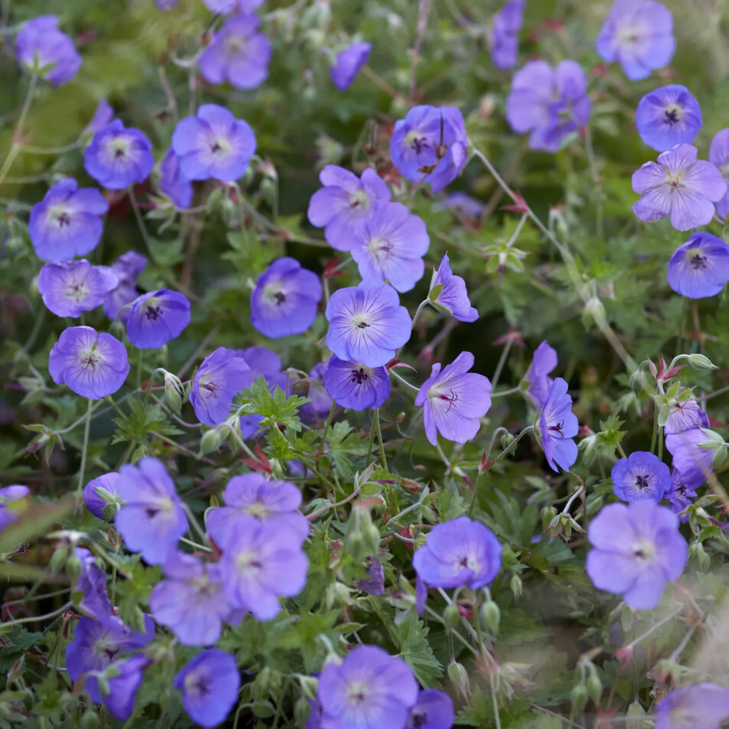 Storchschnabel ‘Orion’ - Blau-violett den ganzen Sommer