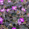 Storchschnabel ‘Orkney Cherry’ - Blüht den ganzen Sommer