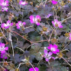 Storchschnabel ‘Orkney Cherry’ - Blüht den ganzen Sommer